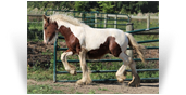 ~Northern Lights Prime Tequila~'21 Bay Tobiano Colt by Taj - Available for Sale